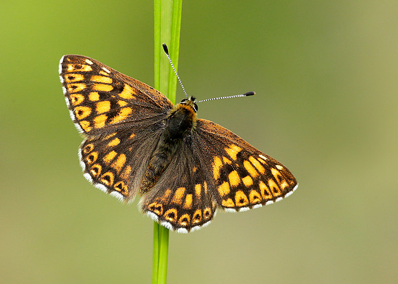 Duke of Burgundy Hamearis lucina