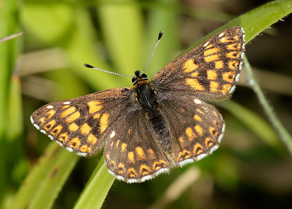 Duke of Burgundy Hamearis lucina