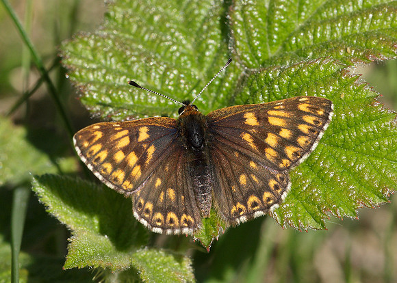 Duke of Burgundy Hamearis lucina