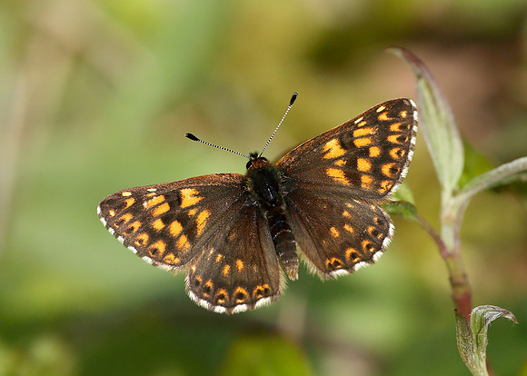 Duke of Burgundy Hamearis lucina