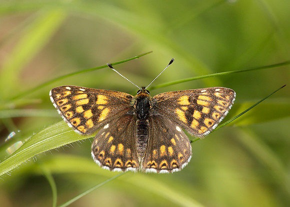 Duke of Burgundy Hamearis lucina