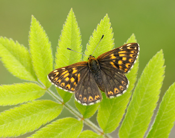 Duke of Burgundy Hamearis lucina