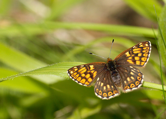 Duke of Burgundy Hamearis lucina