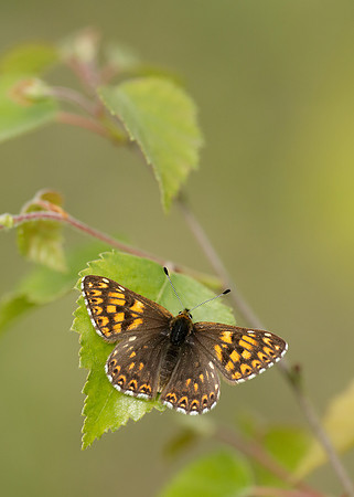 Duke of Burgundy Hamearis lucina
