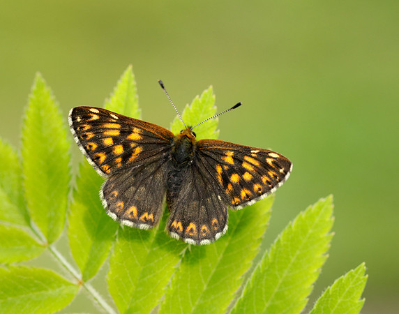 Duke of Burgundy Hamearis lucina