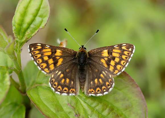 Duke of Burgundy Hamearis lucina