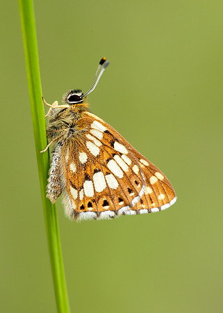Duke of Burgundy Hamearis lucina