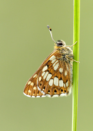 Duke of Burgundy Hamearis lucina