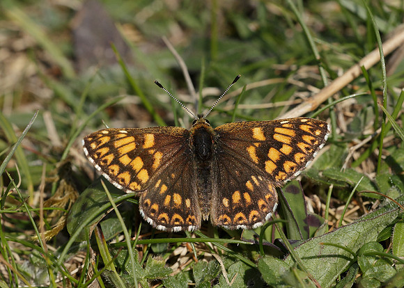 Duke of Burgundy Hamearis lucina