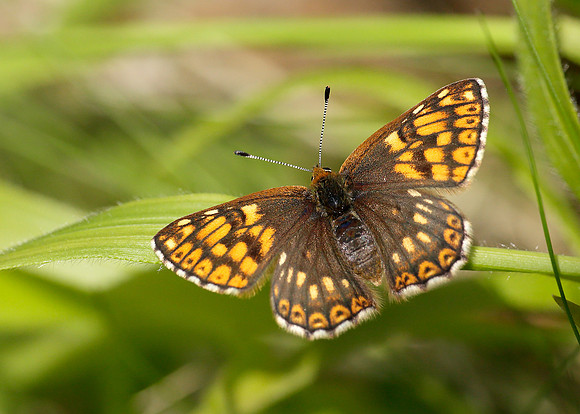 Duke of Burgundy Hamearis lucina
