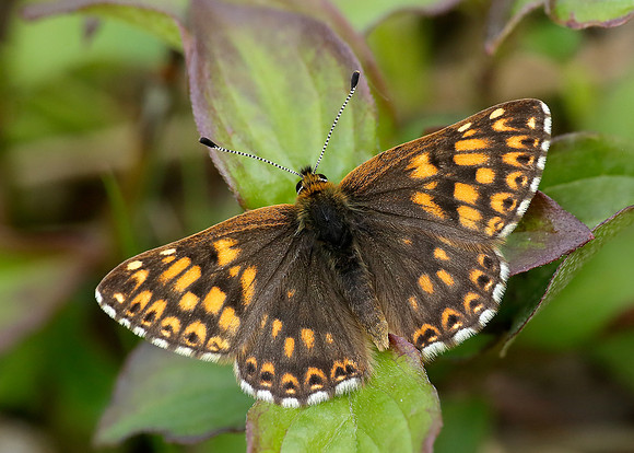 Duke of Burgundy Hamearis lucina