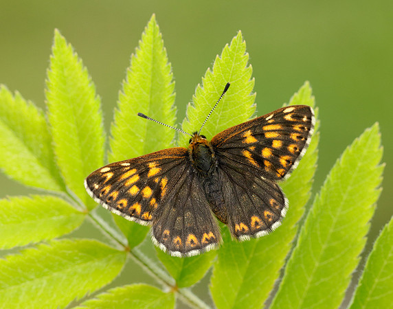 Duke of Burgundy Hamearis lucina