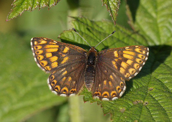 Duke of Burgundy Hamearis lucina