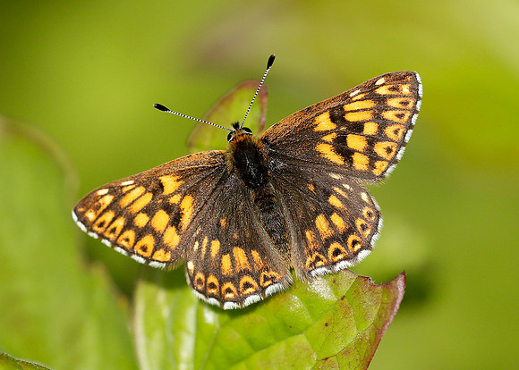Duke of Burgundy Hamearis lucina