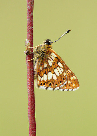 Duke of Burgundy Hamearis lucina