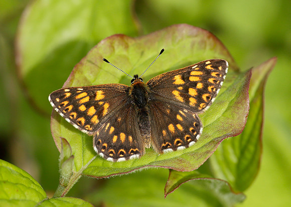 Duke of Burgundy Hamearis lucina