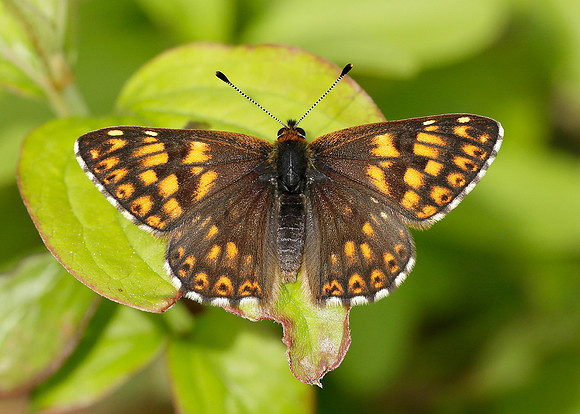 Duke of Burgundy Hamearis lucina