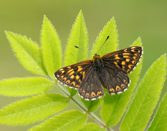 Duke of Burgundy Hamearis lucina