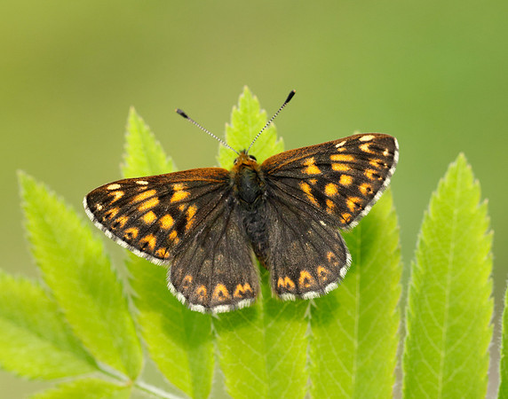 Duke of Burgundy Hamearis lucina