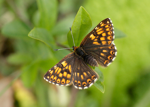 Duke of Burgundy Hamearis lucina