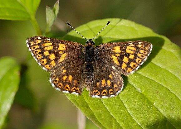 Duke of Burgundy Hamearis lucina