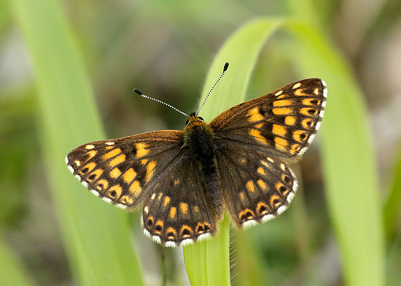 Duke of Burgundy Hamearis lucina