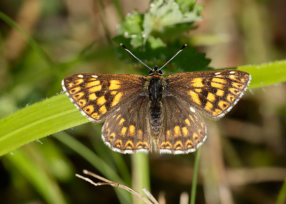 Duke of Burgundy Hamearis lucina