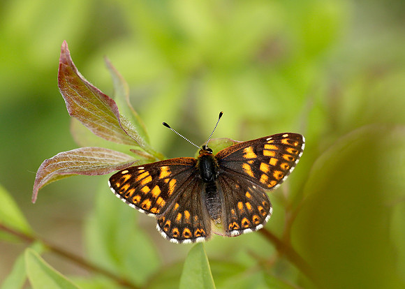 Duke of Burgundy Hamearis lucina
