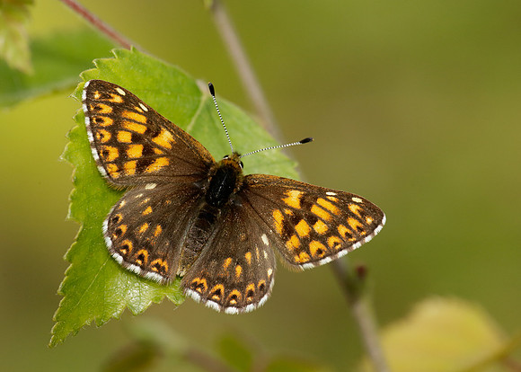 Duke of Burgundy Hamearis lucina