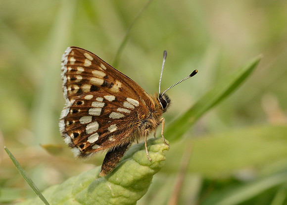 Duke of Burgundy Hamearis lucina
