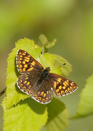 Duke of Burgundy Hamearis lucina