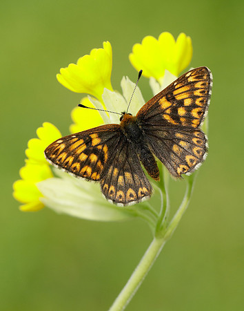 Duke of Burgundy Hamearis lucina
