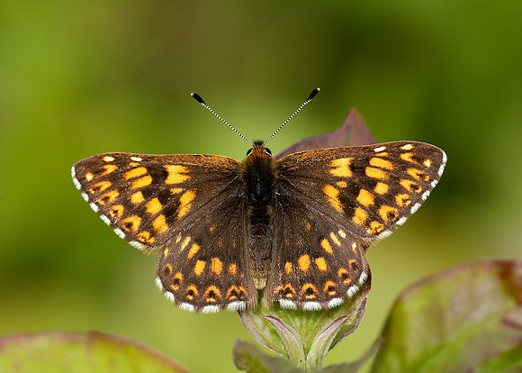 Duke of Burgundy Hamearis lucina