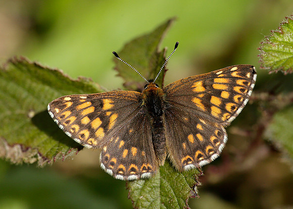 Duke of Burgundy Hamearis lucina