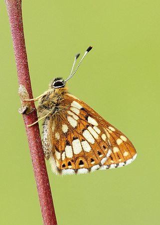 Duke of Burgundy Hamearis lucina