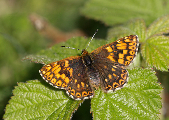 Duke of Burgundy Hamearis lucina