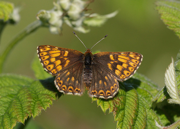 Duke of Burgundy Hamearis lucina