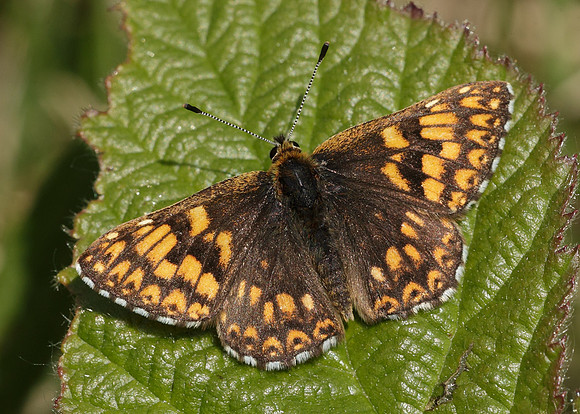 Duke of Burgundy Hamearis lucina