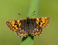 Duke of Burgundy Hamearis lucina