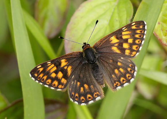 Duke of Burgundy Hamearis lucina