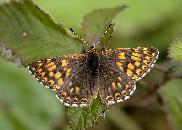 Duke of Burgundy Hamearis lucina