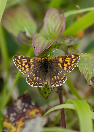 Duke of Burgundy Hamearis lucina