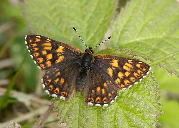 Duke of Burgundy Hamearis lucina