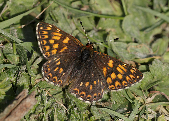 Duke of Burgundy Hamearis lucina