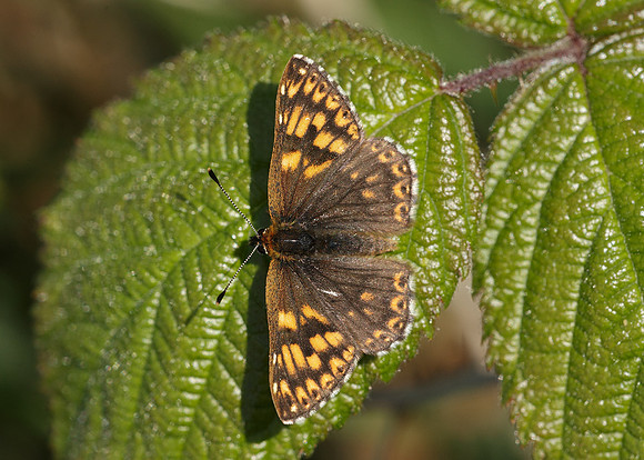 Duke of Burgundy Hamearis lucina