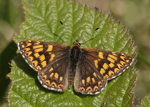Duke of Burgundy Hamearis lucina