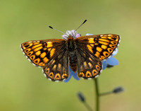 Duke of Burgundy Hamearis lucina