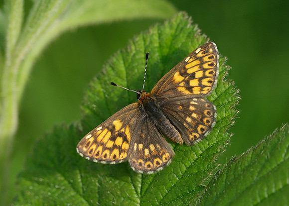 Duke of Burgundy Hamearis lucina