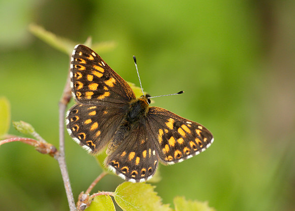 Duke of Burgundy Hamearis lucina