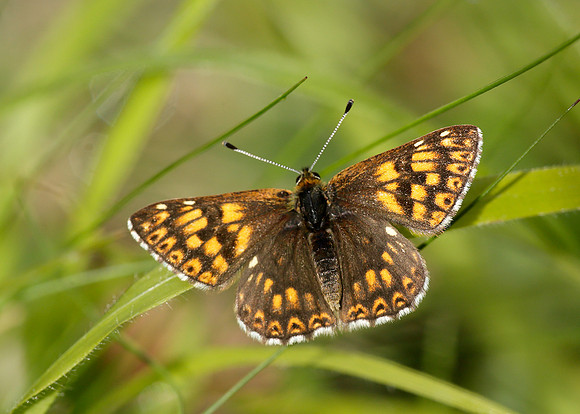 Duke of Burgundy Hamearis lucina